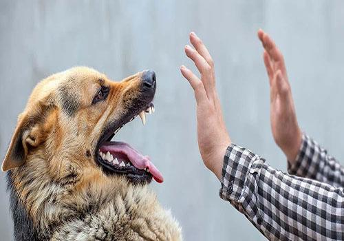 DPKH Riau: Jangan Anggap Sepele Digigit Anjing