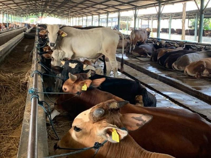 Distankan Pastikan 3.514 Stok Sapi Kurban di Pekanbaru Layak dan Cukup