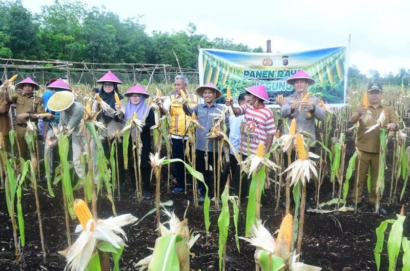 Panen 7 Ton Jagung di Lahan Gambut, Warga Sukamaju Buktikan Pertanian Pesisir Bisa Bangkit