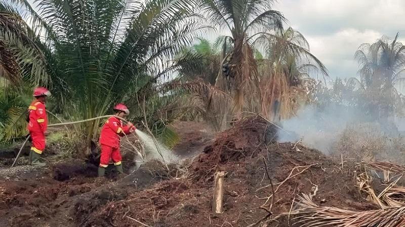 Rohil dan Siak Dilanda Karhutla, Pemadaman Dilakukan dari Darat dan Udara