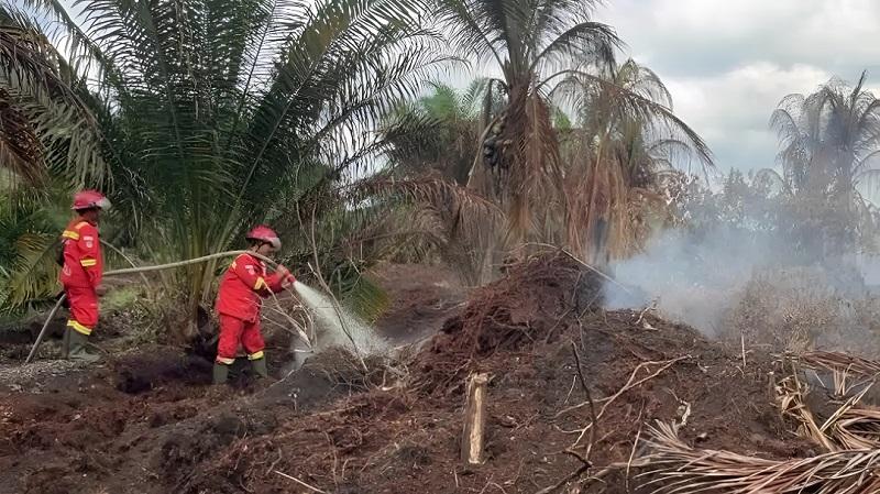 Rohil dan Siak Dilanda Karhutla, Pemadaman Dilakukan dari Darat dan Udara