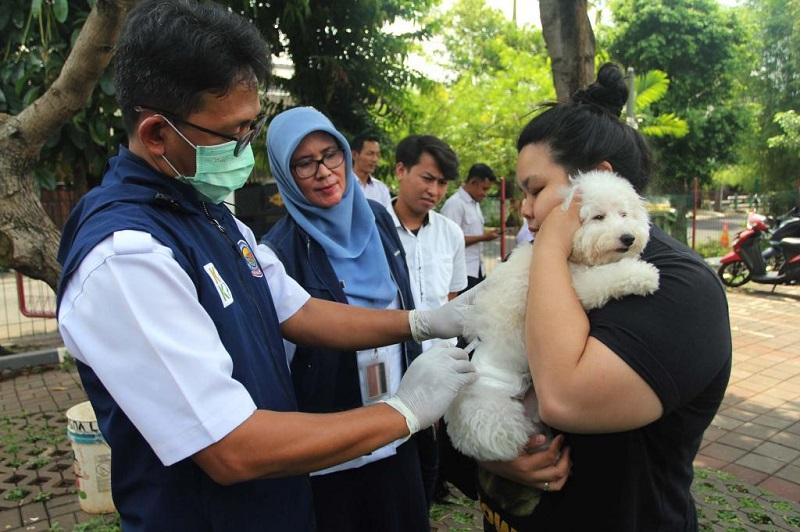 Pemprov Riau Bakal Gelar Vaksinasi Rabies Gratis, Berikut Syarat dan Cara Pendaftarannya