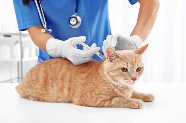 Dinas PKH Riau Gelar Vaksinasi Rabies Gratis, Ini Jadwal dan Syaratnya