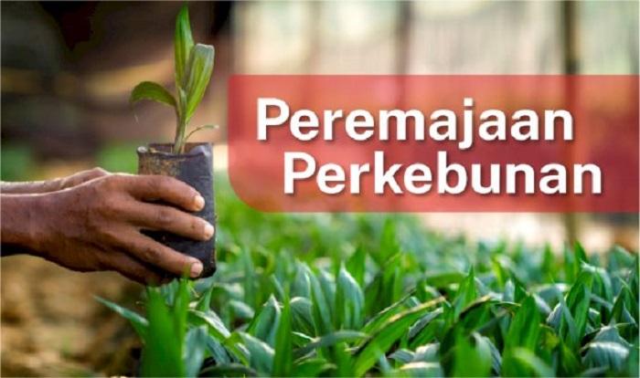 PSR Riau Capai 55.140 Hektare, Dana Tersalur Tembus Rp1,9 Triliun untuk 20 Ribu Lebih Pekebun