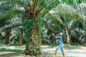 Capai Produktifitas Maksimal, 2.500 Petani Sawit Rokan Hulu Bermitra dengan PTPN V PalmCo