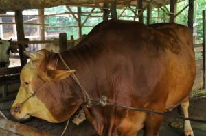 Sapi Simental 907 Kg Lolos Seleksi Ketat, Diusulkan Jadi Kurban Bantuan Presiden