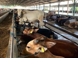 Distankan Pastikan 3.514 Stok Sapi Kurban di Pekanbaru Layak dan Cukup