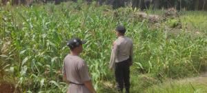 Dukung Ketahanan Pangan Nasional, Bhabinkamtibmas Polsek Sabak Auh Lakukan Monitoring Tanaman Jagung