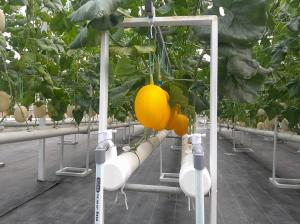 Terapkan Pertanian Modern, Evergreen House Pekanbaru Andalkan Teknologi Hasilkan Melon Premium