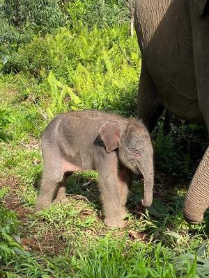 Populasi Bertambah, Bayi Gajah Sumatera Lahir Selamat di Taman Nasional Tesso Nilo