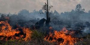 Karhutla di Pekanbaru Capai 38 Hektare, Warga Diimbau Stop Buka Lahan dengan Cara Dibakar