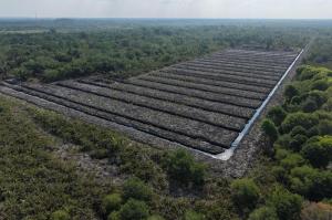 Hutan Mangrove di Rohil Rusak hingga 100 Hektare, Polda Riau Selidiki Dugaan Perambahan